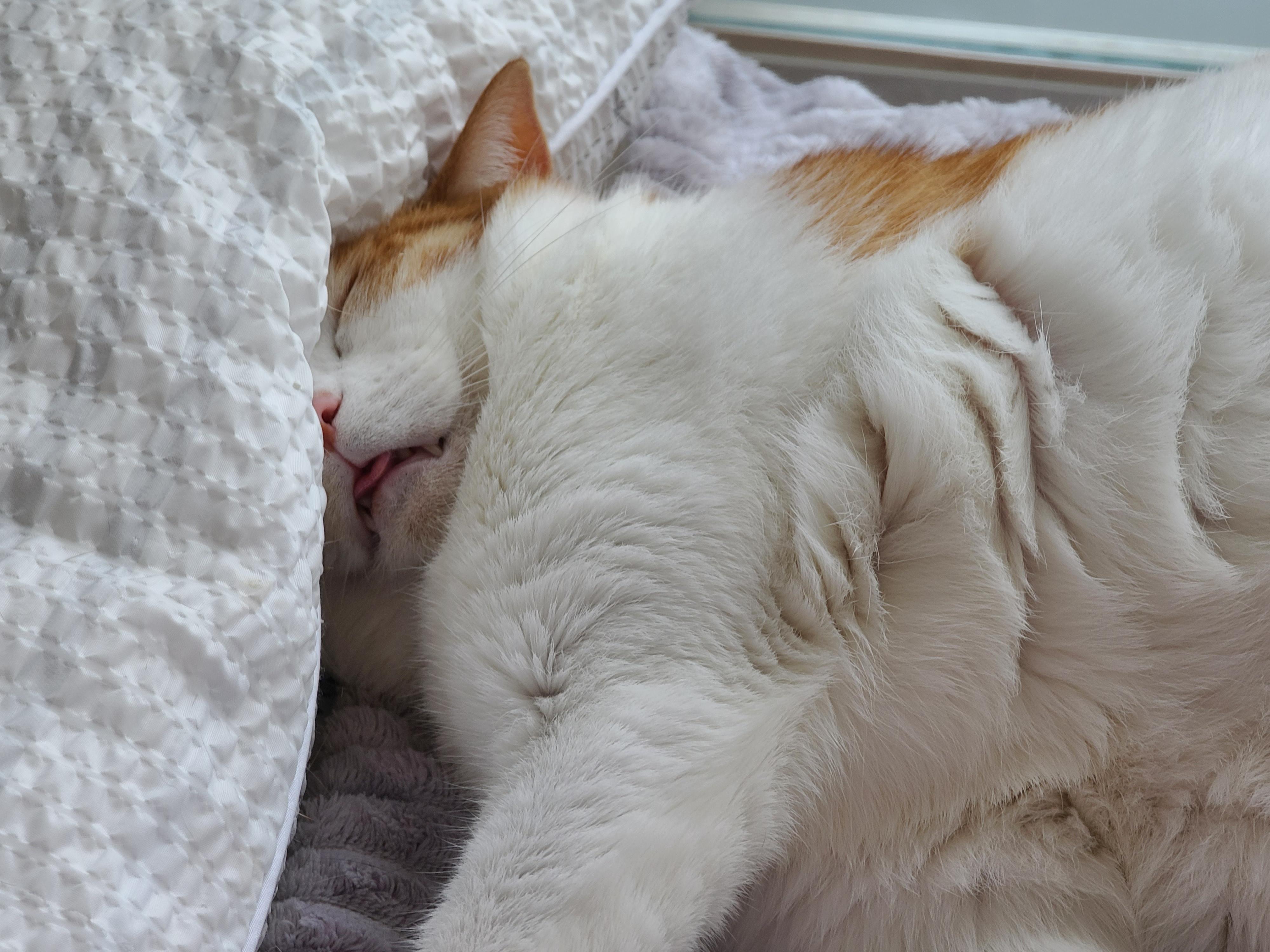 평온한 오후..아홉냥이네 고양이들의 낮잠시간~