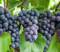 영동 포도축제 2024