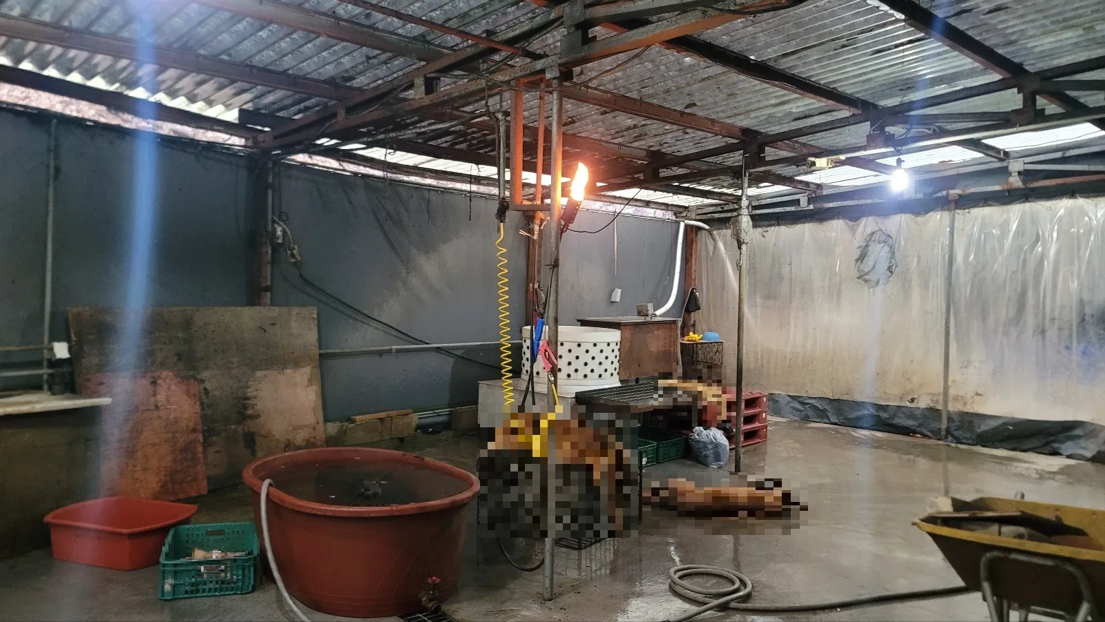 의정부 개 도살 현장