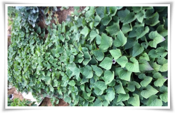 "9월, 고구마 수확 해야죠?" 고구마 수확의 황금 시기와 비밀 노하우!