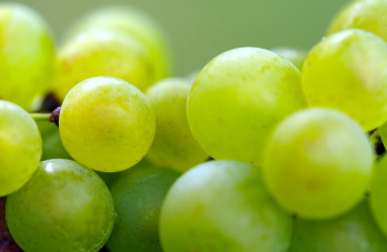 위고비 효과 완벽 정리 14