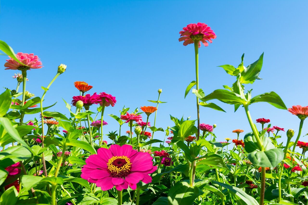 평창 백일홍 축제 기간 추석 입장료 주차장 프로그램