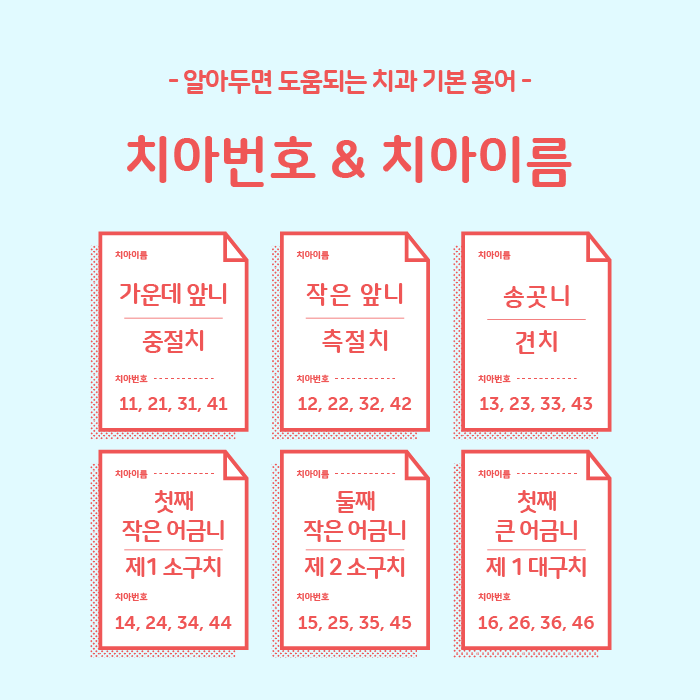 치아번호-치아이름-치아개수