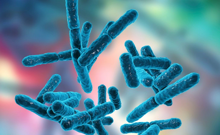 낙산균이란 낙산균 종류