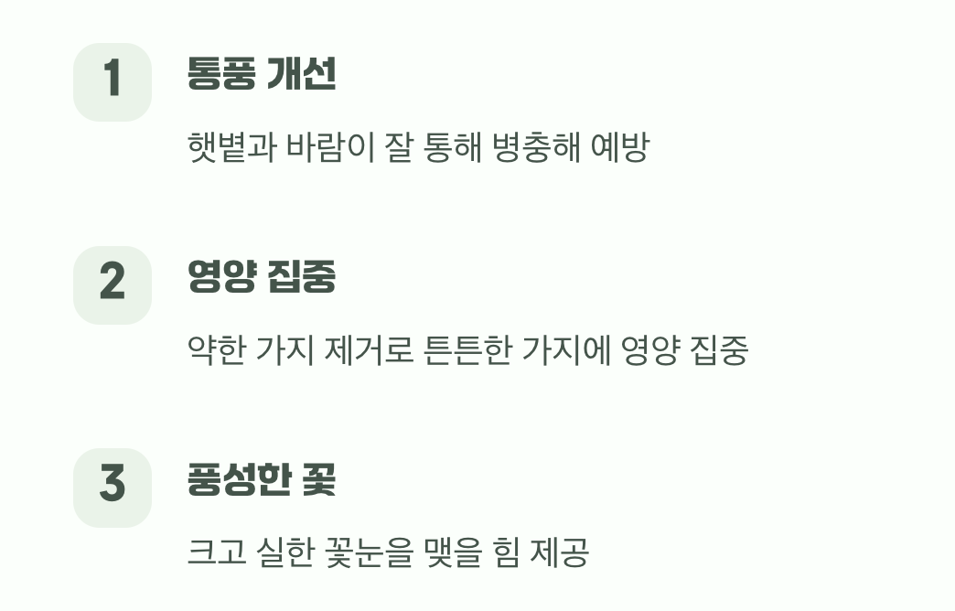왜 가지를 쳐줘야 할까요?