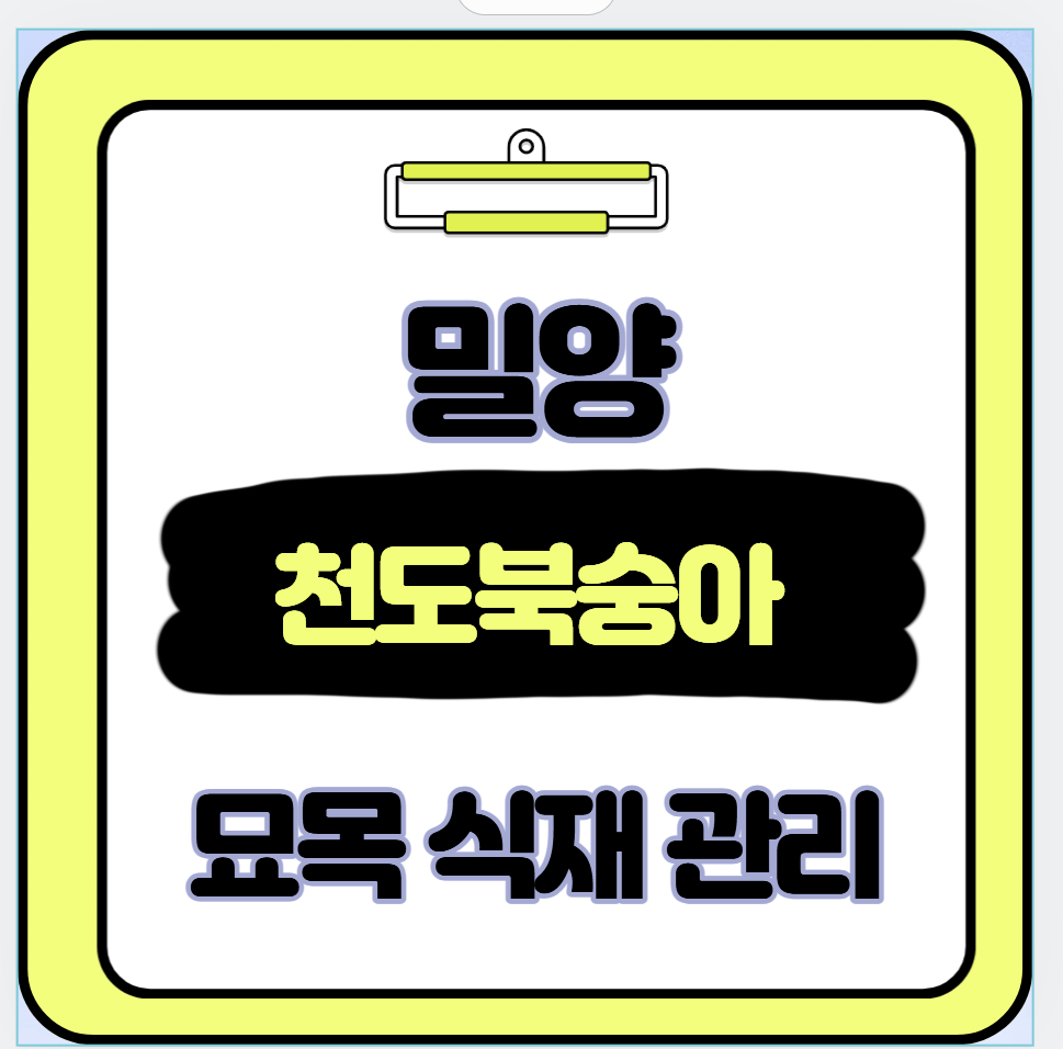 밀양 천도복숭아 묘목 식재