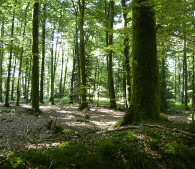 숲속에서-큰-나무들이-우렁차게-서-있는-모습