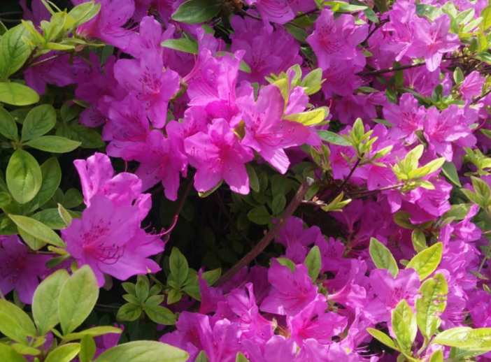 [5월 축제]2025 일림산철쭉문화행사❘전남 보성철쭉축제 기간, 일정, 프로그램, 셔틀 정리