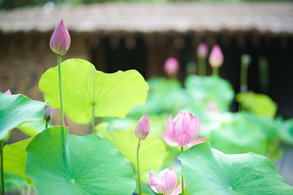 한림공원 연꽃축제