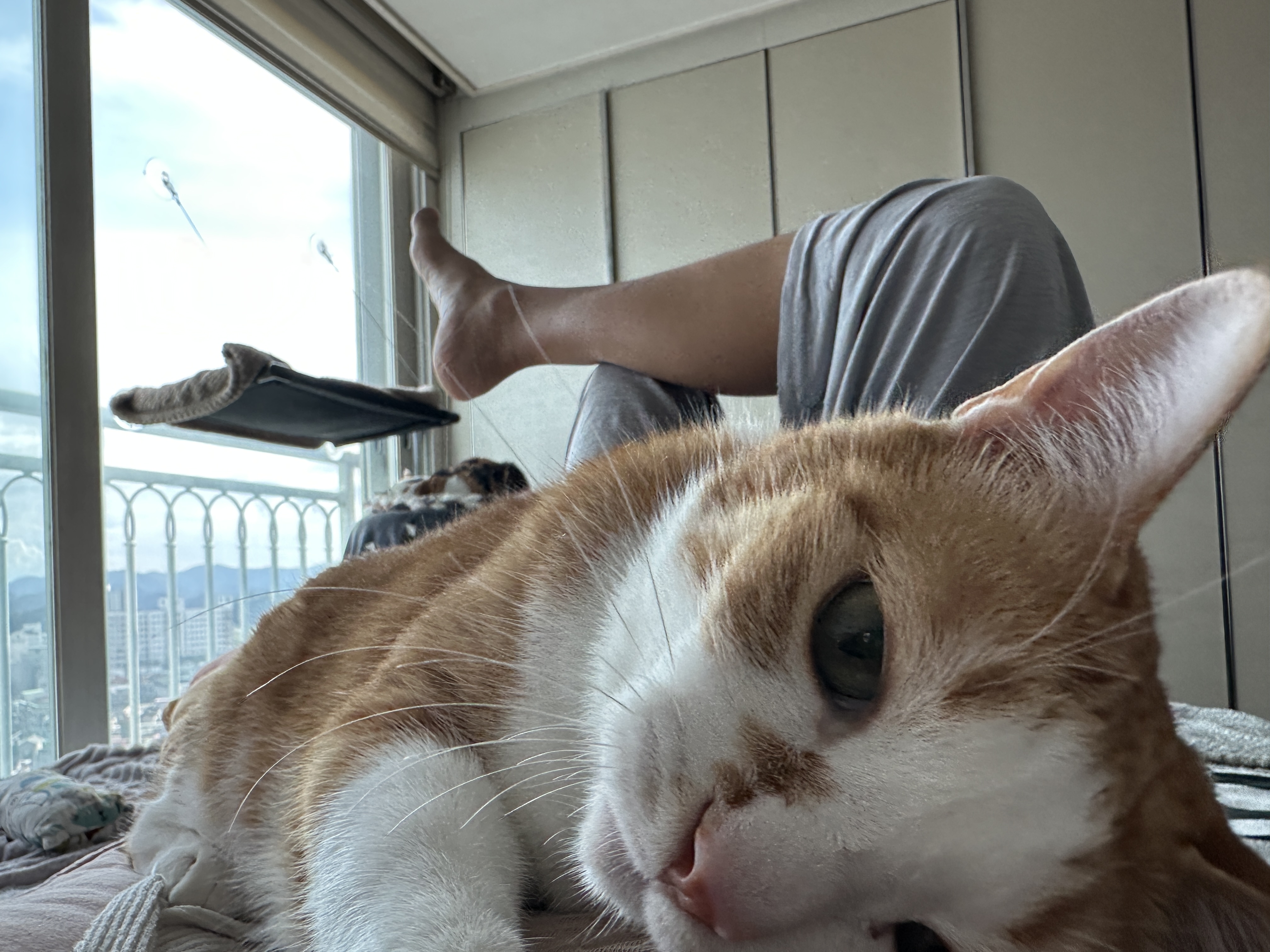 엄마_배_위로_올라와서_엄마한테_애교부리는_호야_4