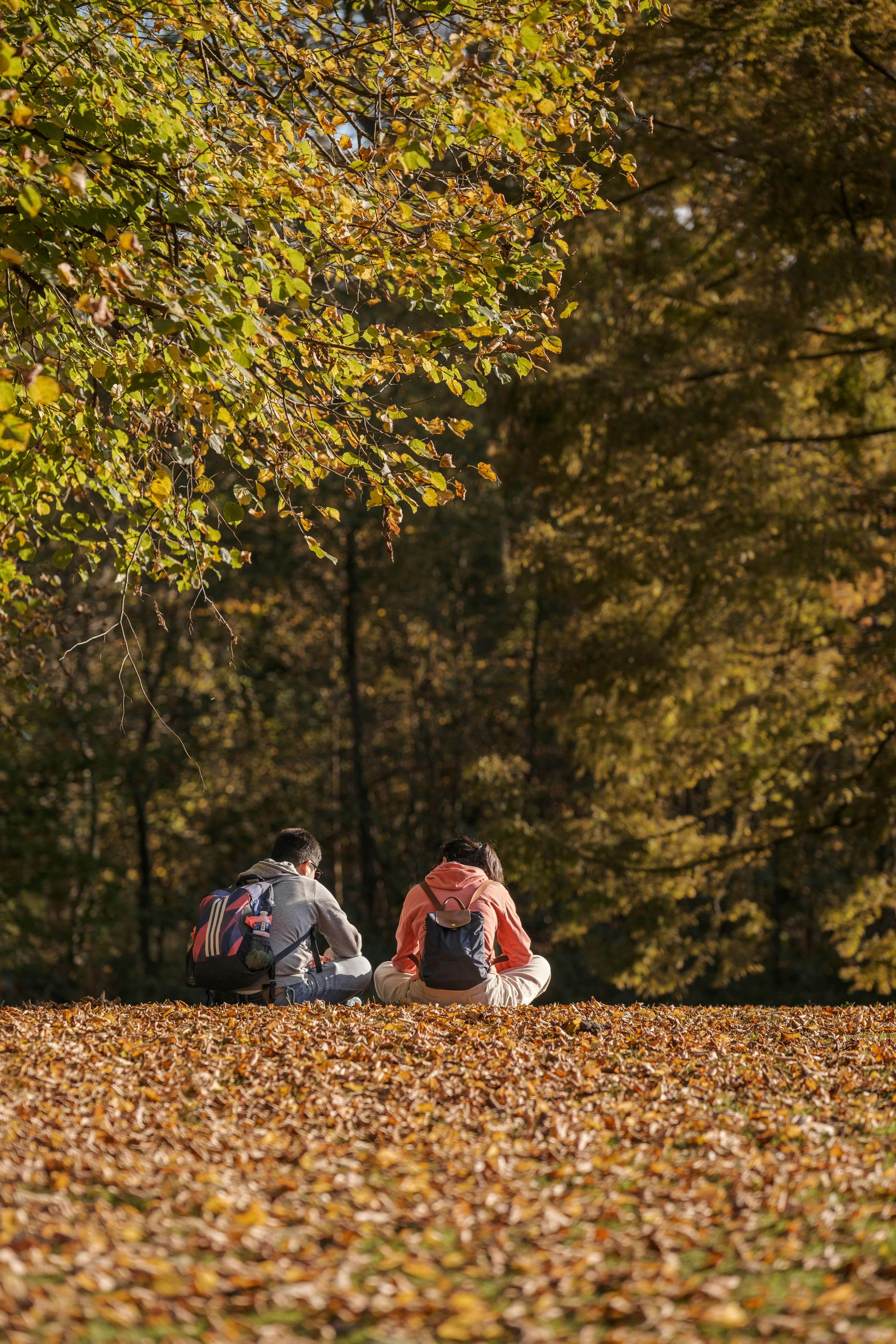 2025 서울 가을 단풍축제 일정표 총정리