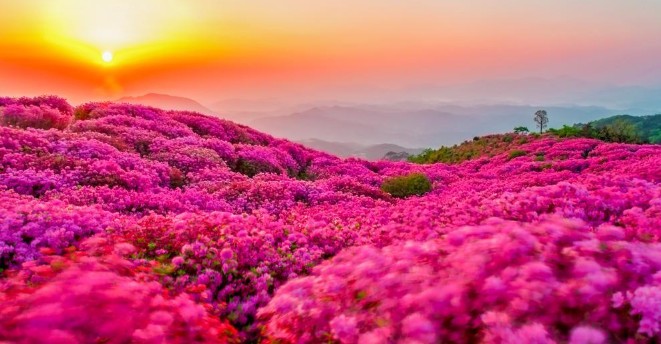 합천 황매산 철쭉