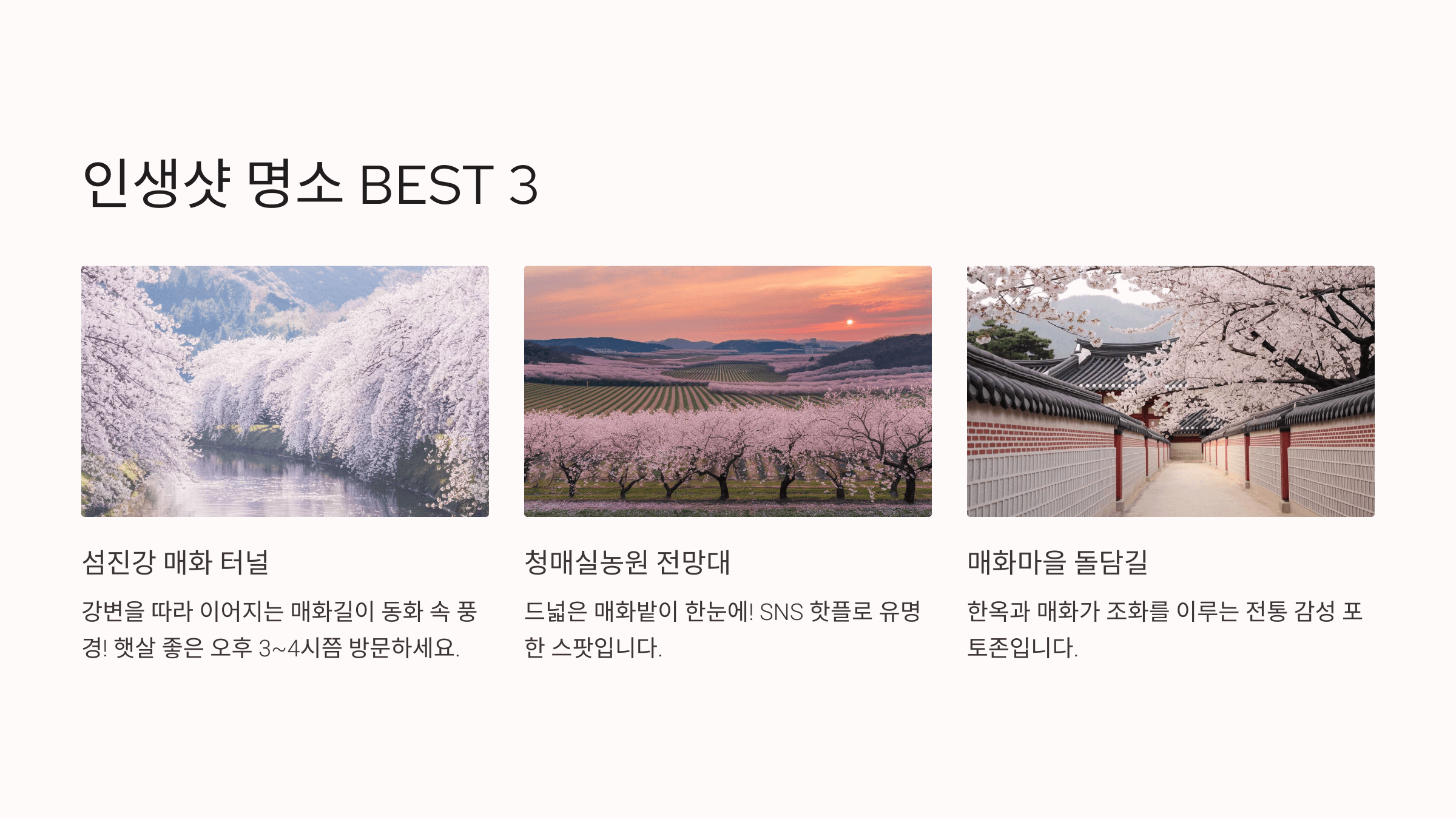 2025 광양 매화축제기간 실시간 개화시기 교통상황 & 주차 꿀팁