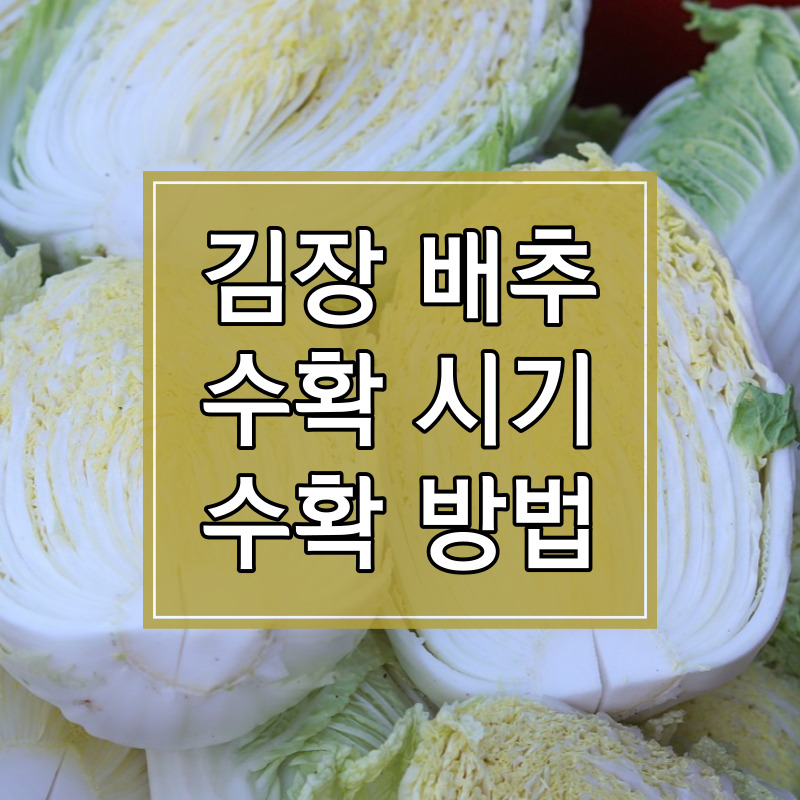 김장 배추 수확시기 및 수확방법 썸네일
