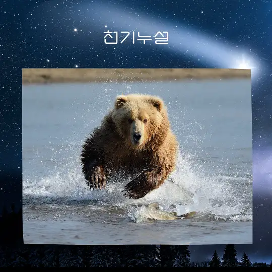 곰이 나오는 꿈 해몽