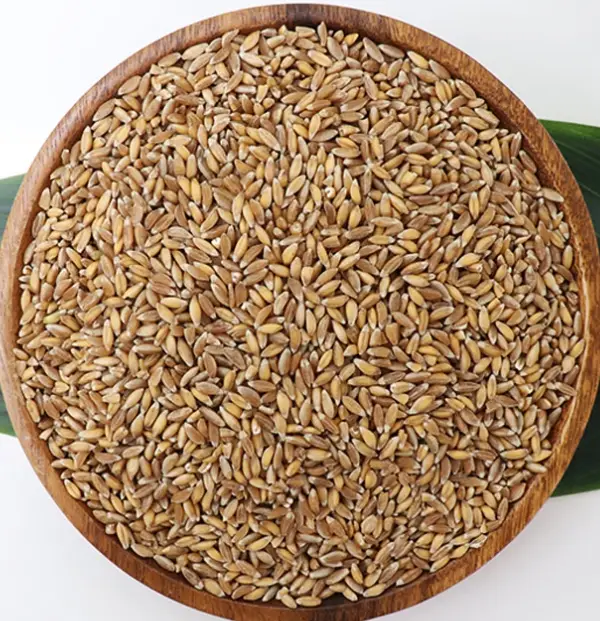 파로효소-복용법