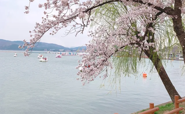 벚꽃 개화시기 총정리3