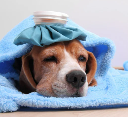 강아지 수명 단축시키는 건강관리 실수 5가지 초보 견주 필독