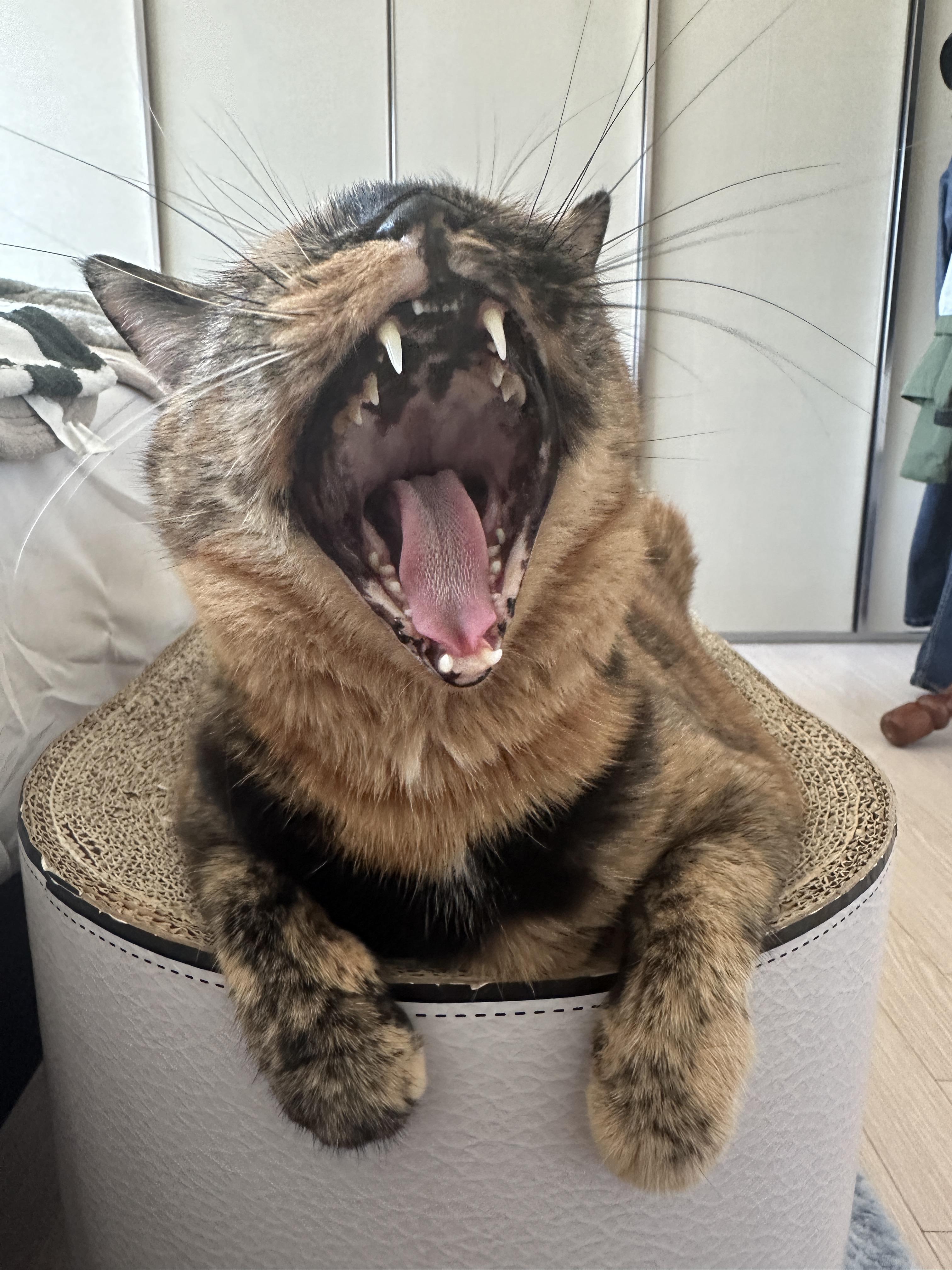 하품하는_카오스고양이_사랑이_2