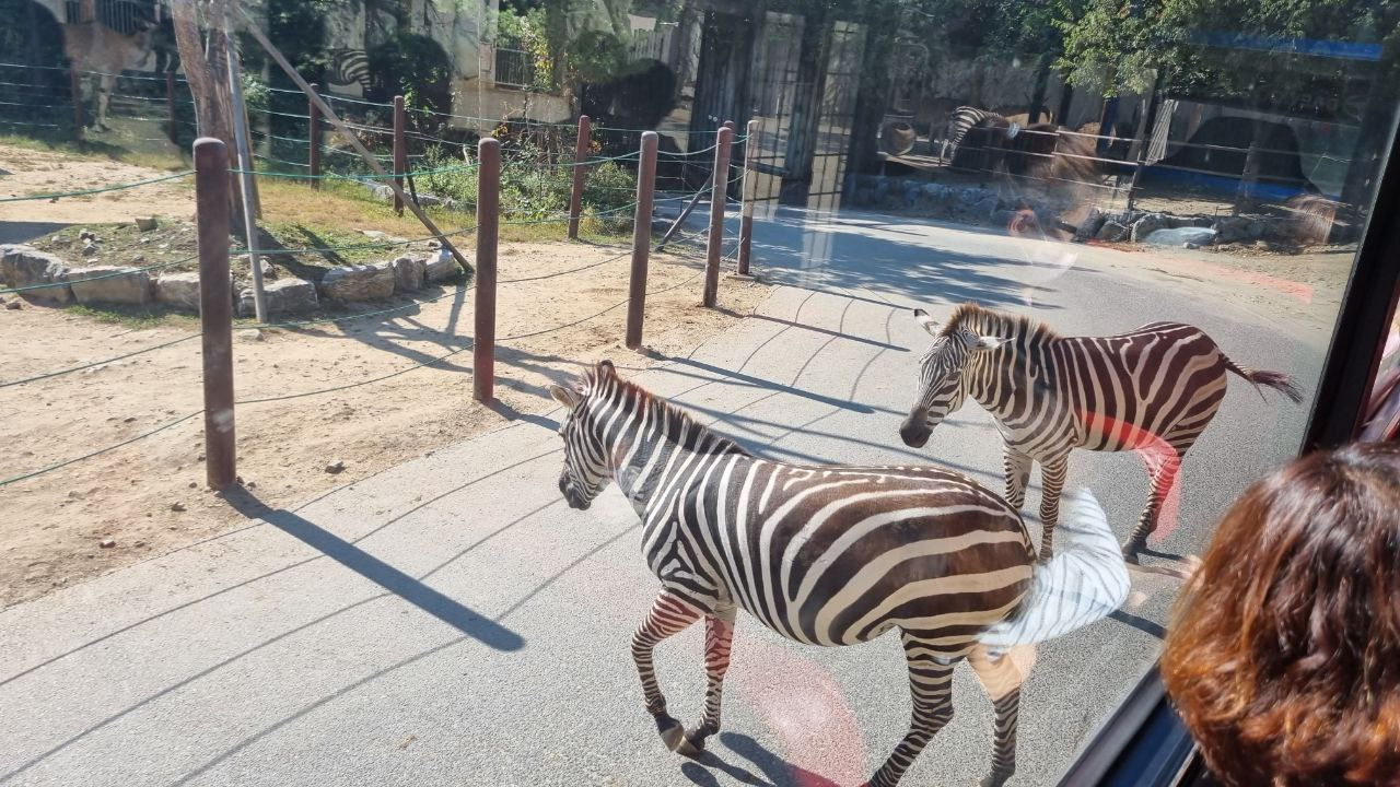 대전 오월드 입장료 할인카드