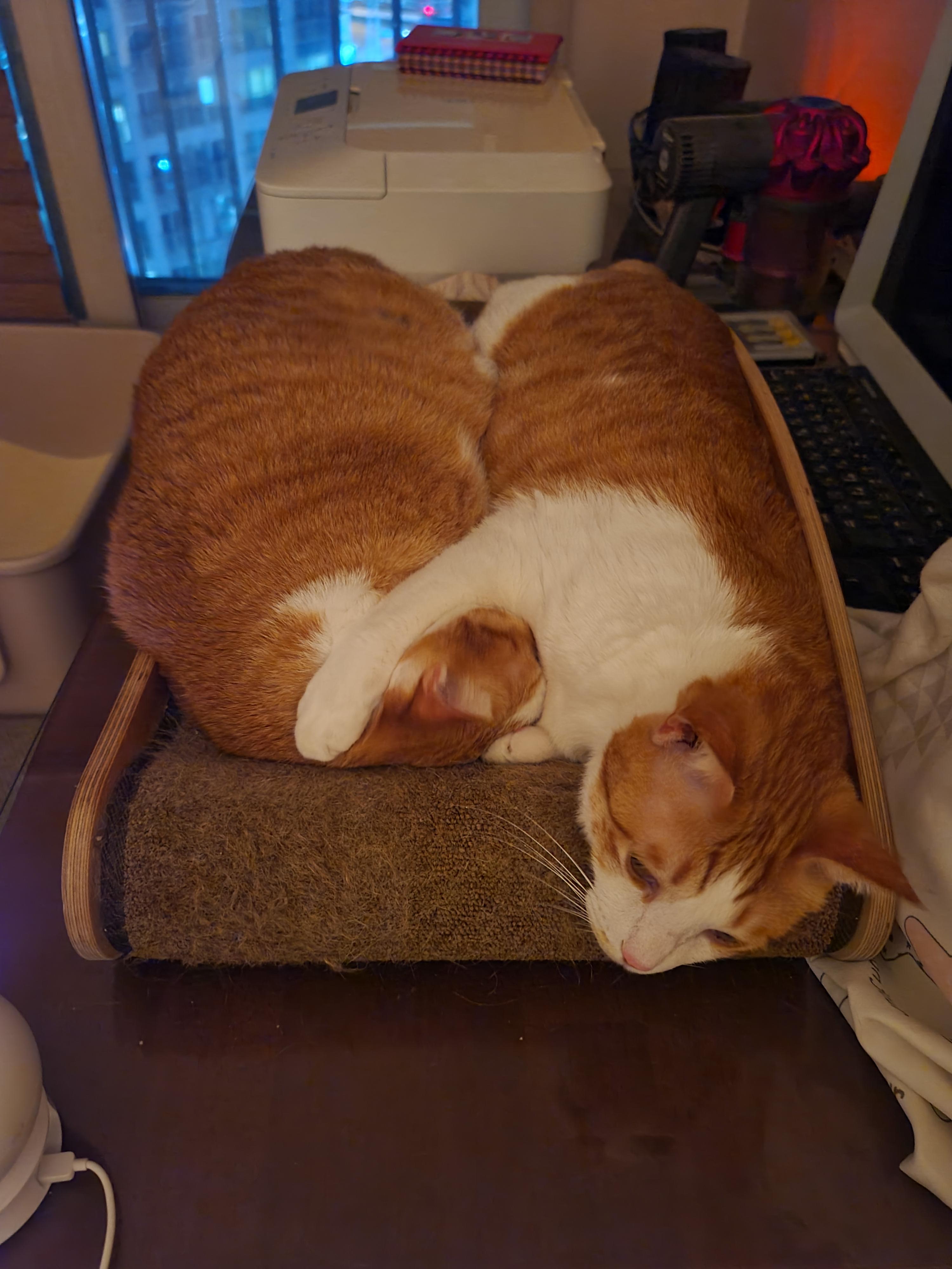 사이좋게 끌어안고 자는 고양이들을 본 집사는..