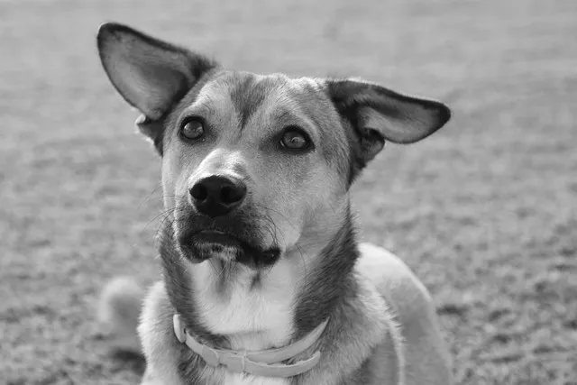 십분 이해하다 뜻 유래 맞춤법_5