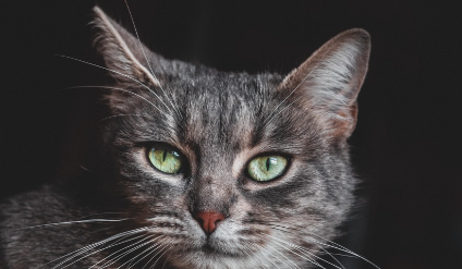 헤어볼 제거제 TOP5 비교표 관련 사진