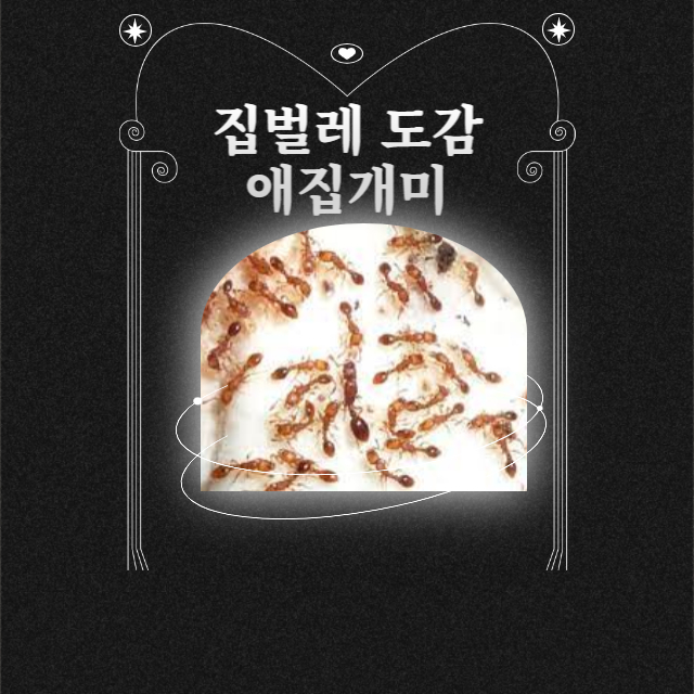 애집개미 없애는법