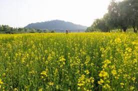 2024 창릉천 유채꽃 축제 특징