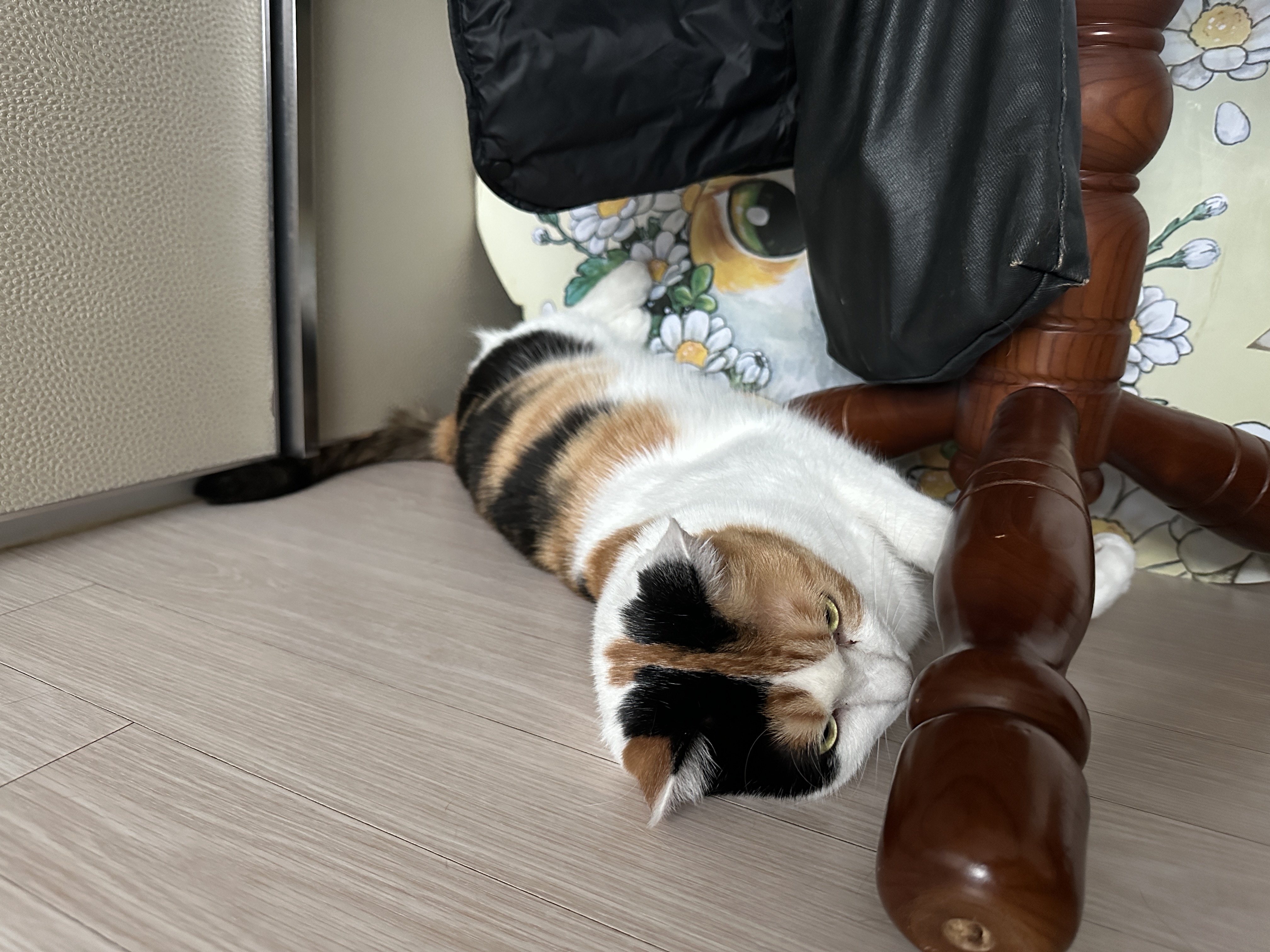 진정한 찜질 러버 요미 (feat. 뜨끈한 곳은 기가 막히게 찾는 고양이들)