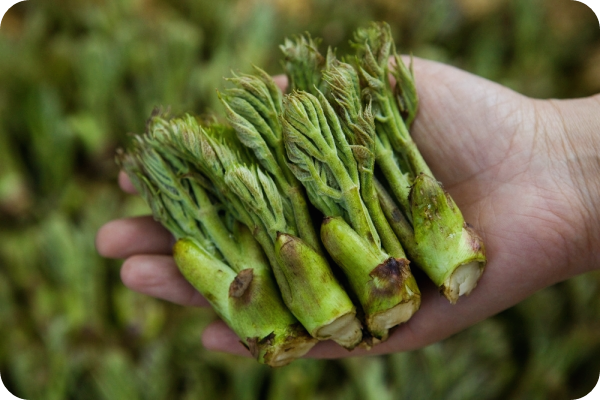 두릅-효능-두릅-채취시기