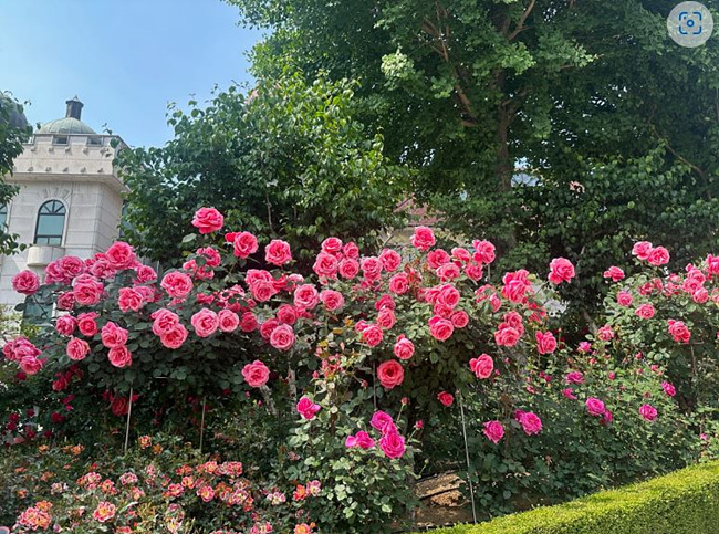 부천 백만송이 장미축제 장미 사진