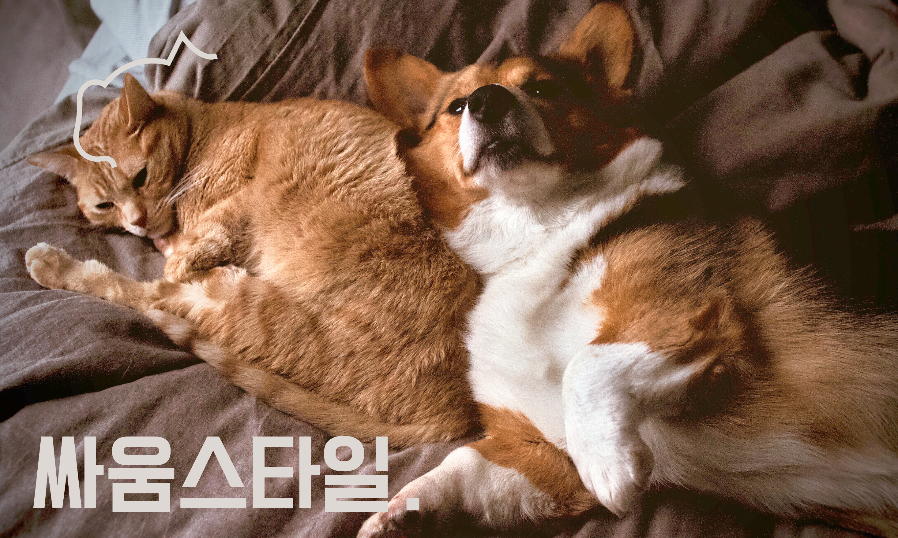 강아지랑-고양이