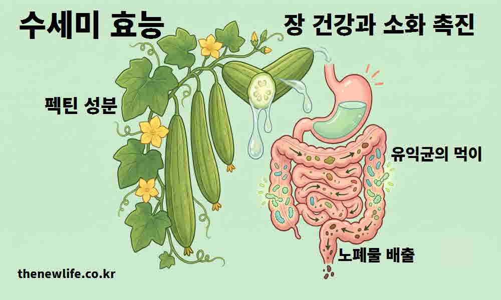 수세미 효능 장 건강 소화 촉진