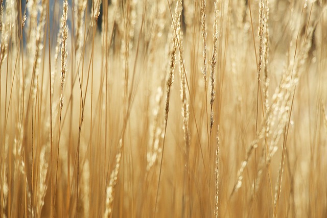 괴근식물 잎이 줄어들 때 반드시 확인해야 할 3가지 신호에 대한 기록