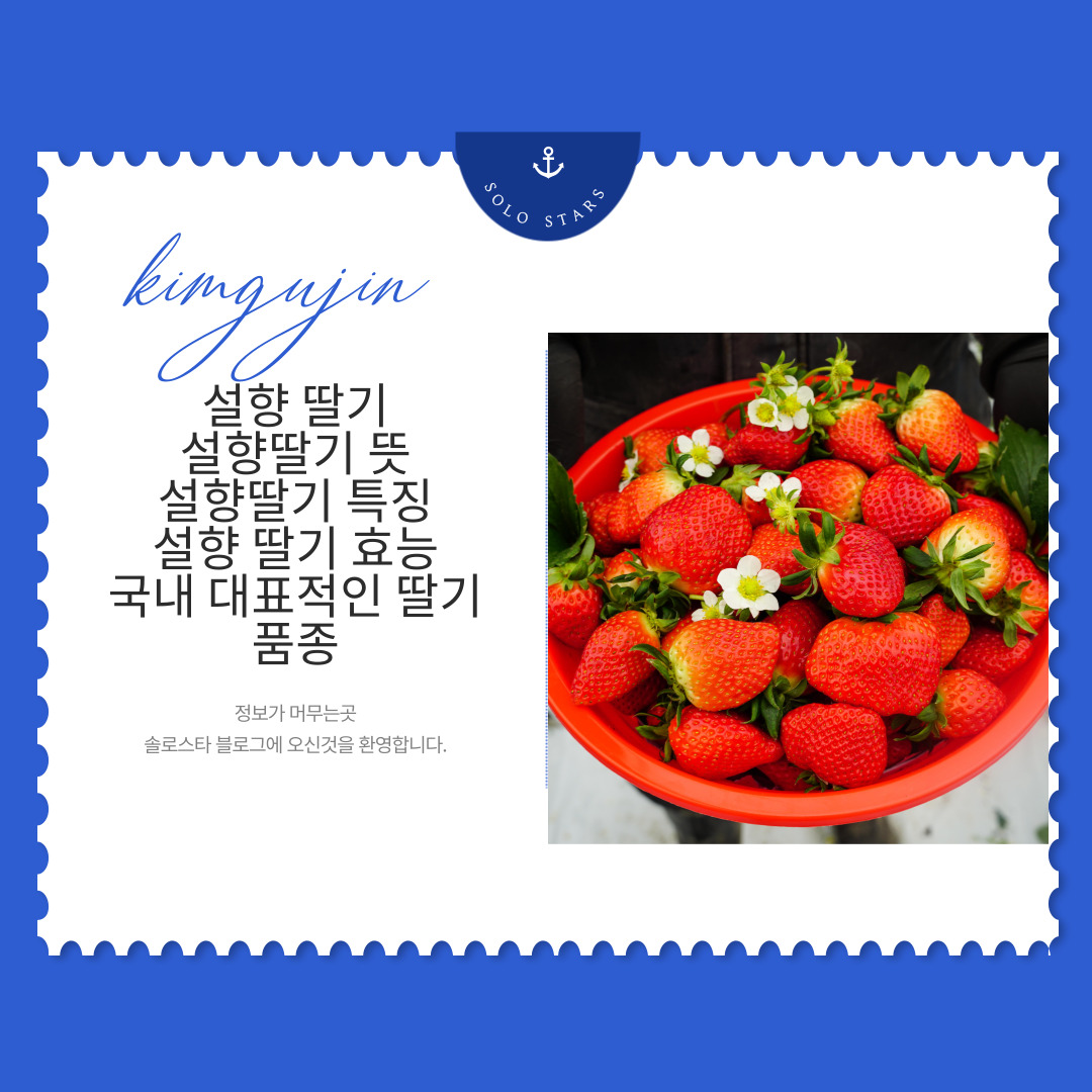 딸기 사진