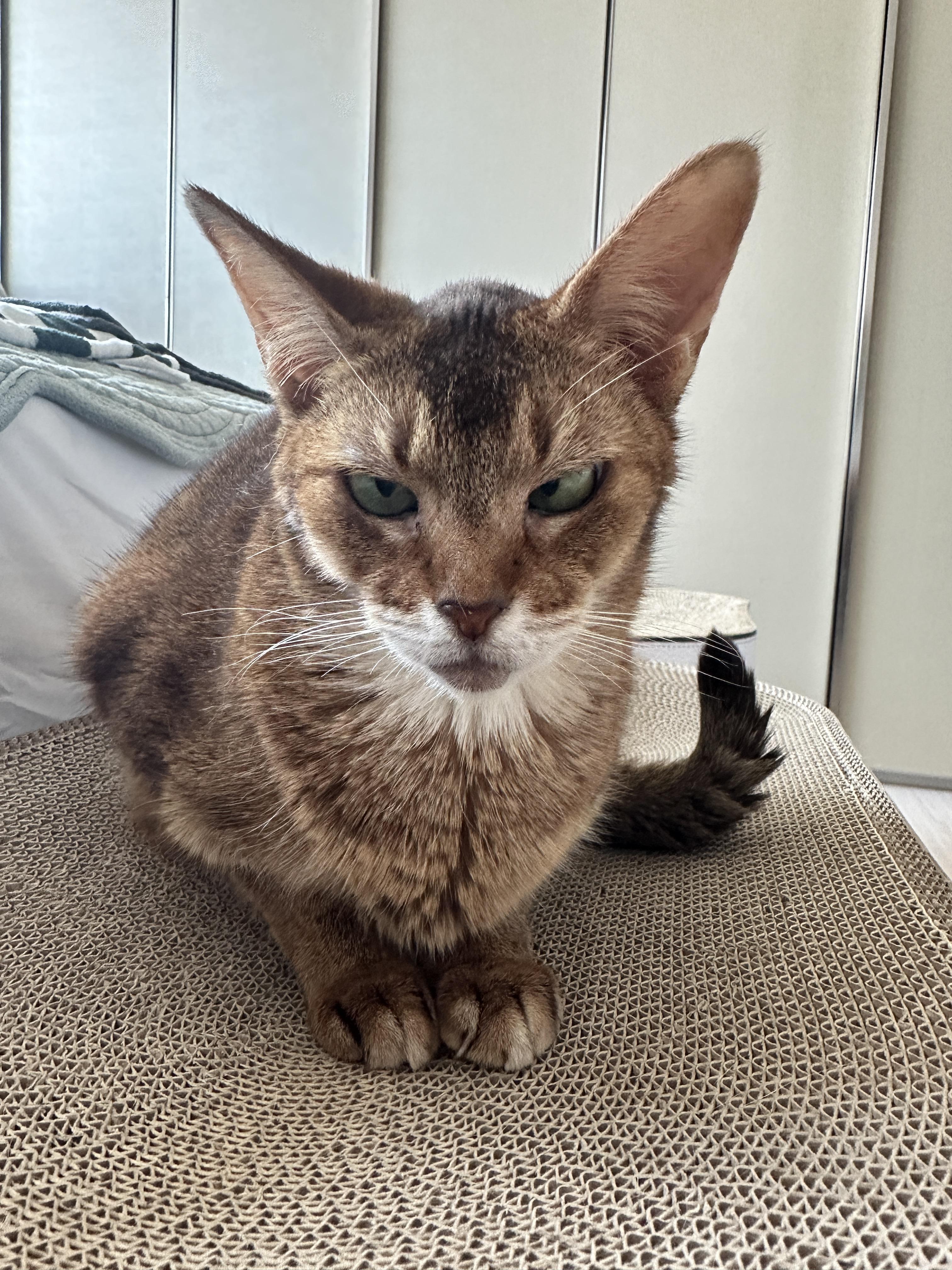 새_스크래쳐_위에서_엄마랑_아이컨택_중인_루디