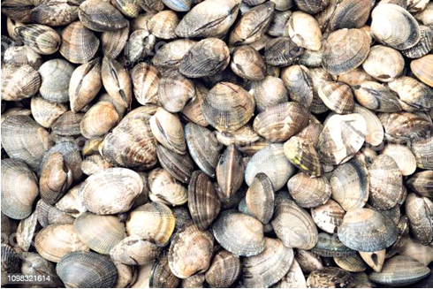 바지락 이미지 - 1