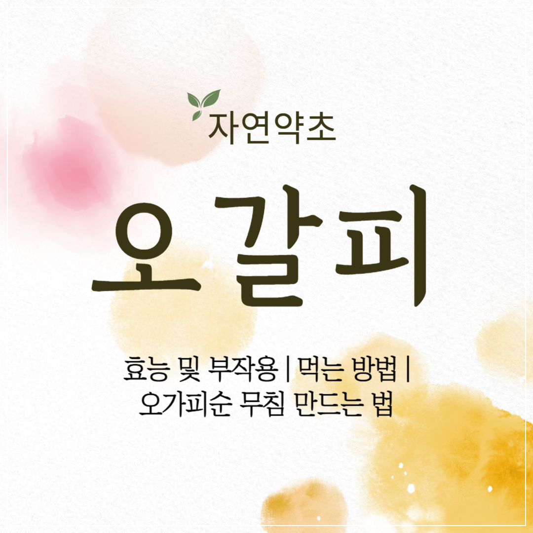 오가피(오갈피) 나무 효능 및 부작용 ❘ 먹는 방법 ❘ 오가피순 무침 만드는 법 썸네일