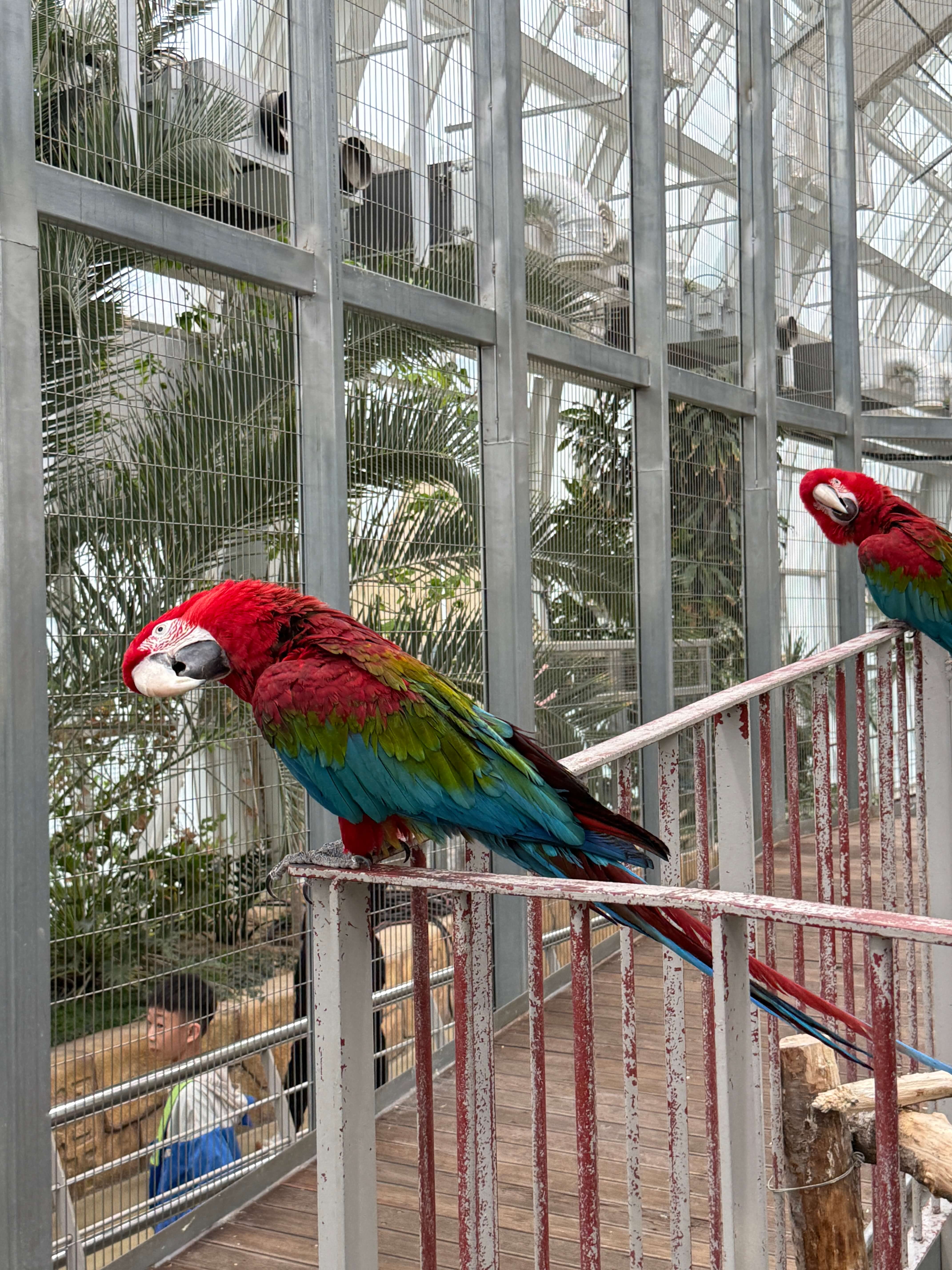 오산 버드파크 앵무새 먹이 체험, 장마철 아이와 함께 가볼만한 실내 동물원