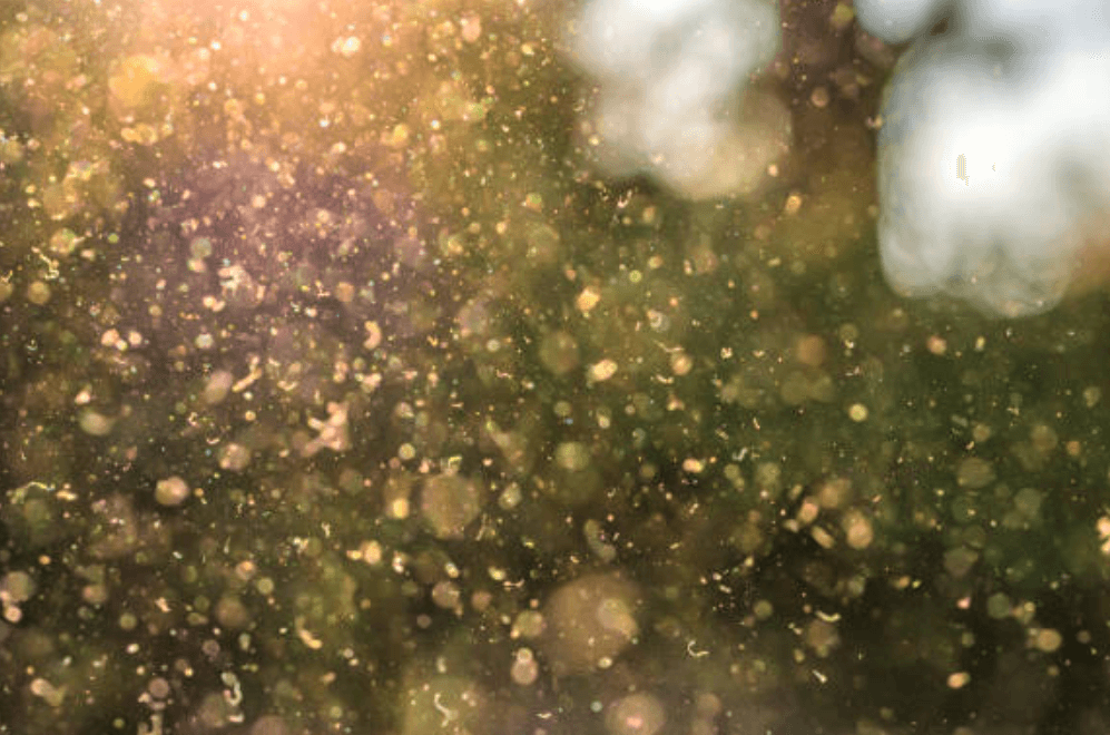 꽃가루 알레르기 치료법