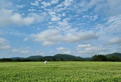 브롬왓 메밀밭