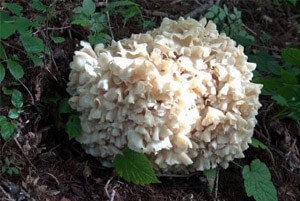 갑상선에 좋은 음식10