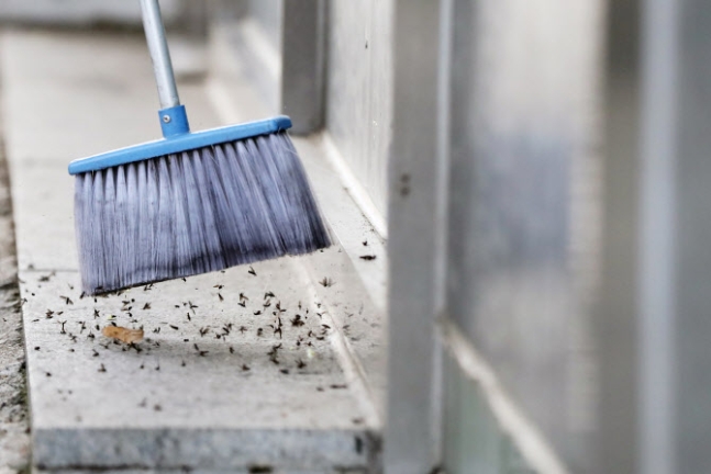 러브버그 퇴치방법