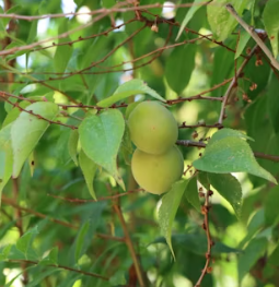 매실 효능과 부작용 고르는법 칼로리