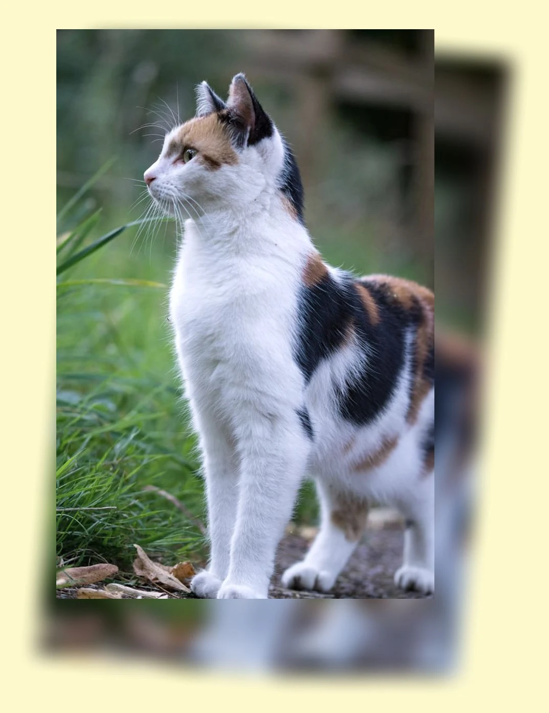 고양이 카페 체험_2_subsection