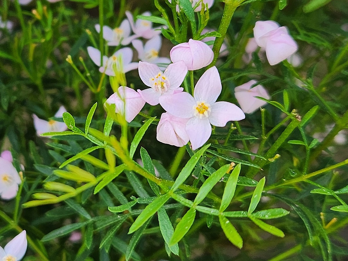 보로니아 피나타