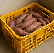 고구마 보관하는법