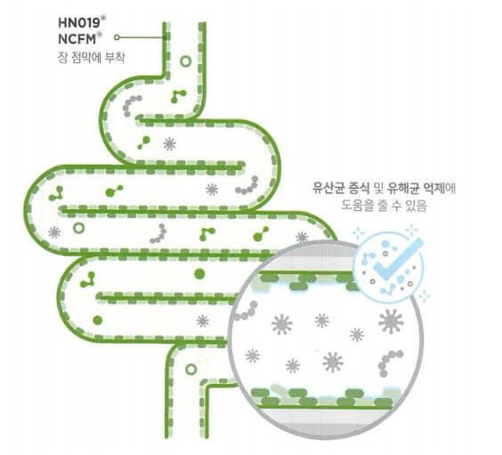 락토바실러스 애시도필러스