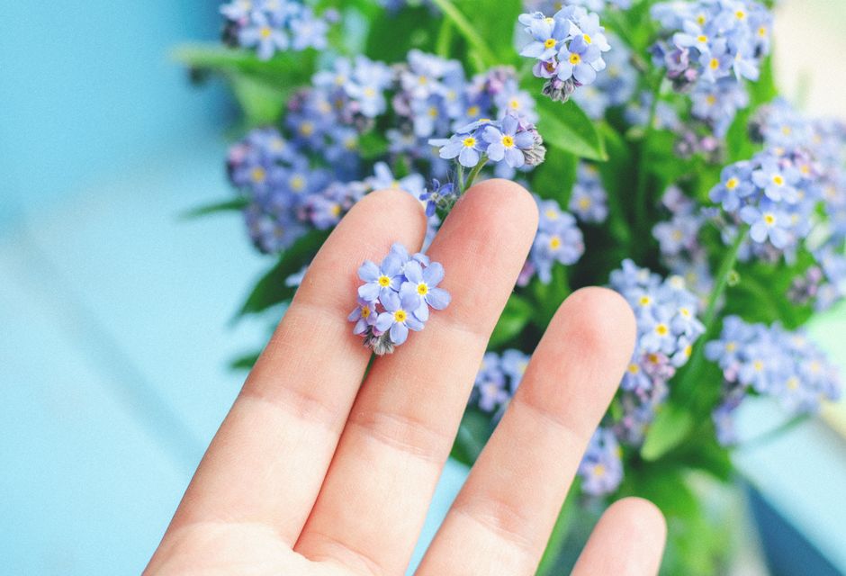 Gentle hand holding a delicate forget-me-not flower against a blue background.